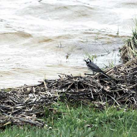 Wagtail sitting on the shore of the lakeの写真素材