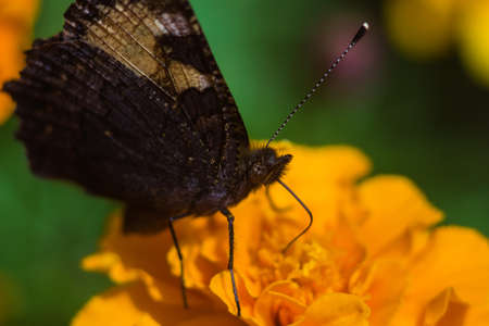 close up  butterfly on a marigold  drinking flower nectarの写真素材