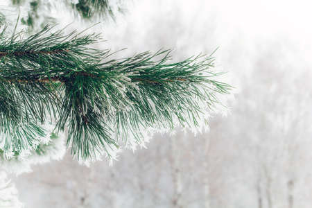 beautiful winter  natural backdrop  hoarfrost on a fir tree branch