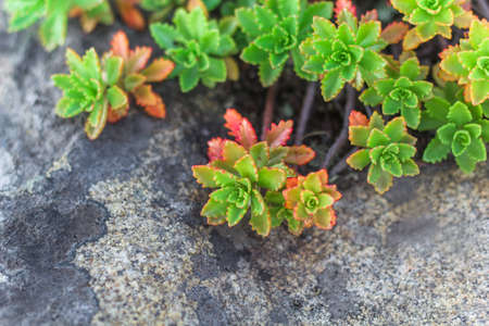 succulent stone rose on the background of rocksの写真素材