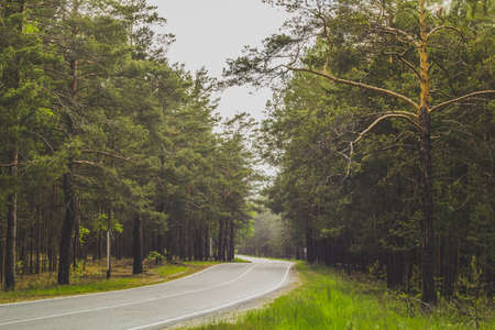 winding road in the pine forest