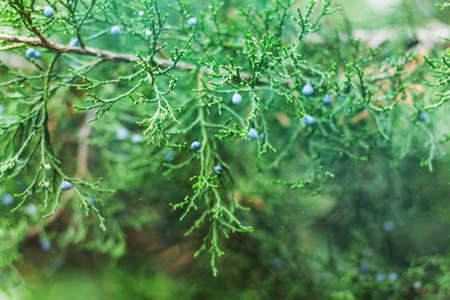 natural beautiful blurred magic  background with juniper branchesの写真素材
