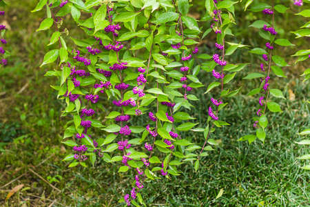 beautiful beautiberry fruits in the garden