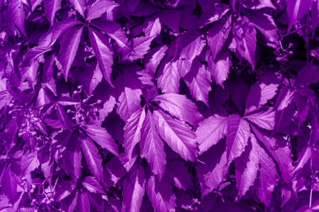 abstract background with leaves of wild grapes painted violetの写真素材