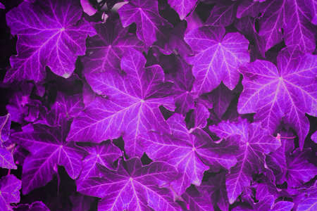 texture ivy leaves painted in purpleの写真素材