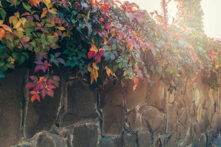 a stone fence entwined with vines on a sunny dayの写真素材