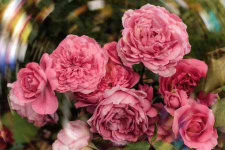beautiful pink rose bush in the garden blurred background bokehの写真素材