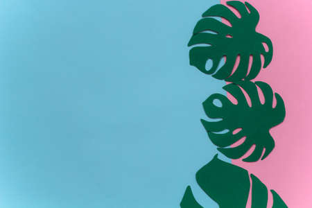 three monstera leaves made from paper on bright backgroundの写真素材