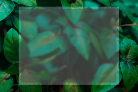 white blank space for text on basil leaves background