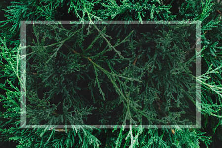 background juniper frame with empty space for textの写真素材