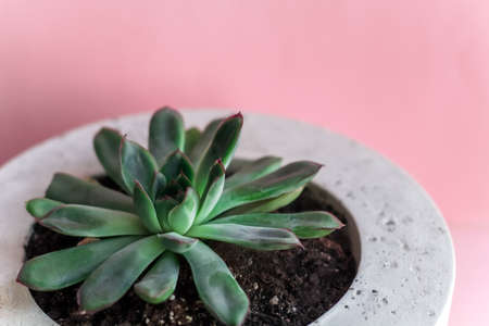 closeup succulent in concrete pot on a pink backgroundの写真素材