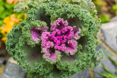 top view green and pink cauliflower leaves in garden