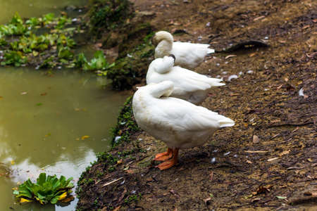 three funny white geese in the park