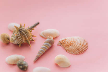 sea shells on a pink backgroundの写真素材