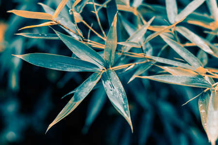 natural backdrop bamboo leaves close up tonedの写真素材