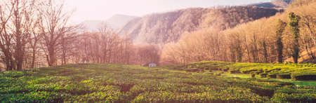 tea plantation in Matsesta ,Sochi, Russia