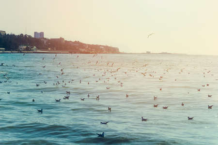 seagulls on  sea waves retro sunnytonedの写真素材