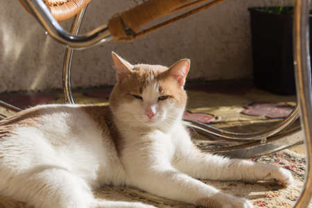 cute sleepy white and orange cat portraitの写真素材