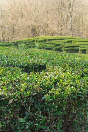 tea plantation in Matsesta ,Sochi, Russiaの写真素材
