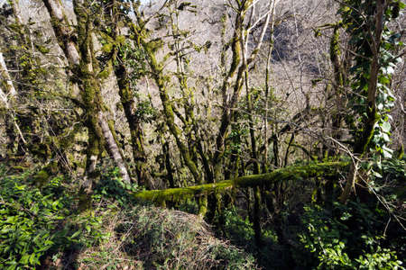 yew and boxwood Grove Sochi, Russia.の写真素材