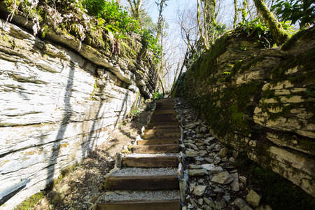 Stairs yew and boxwood Grove  in Sochi, Russia