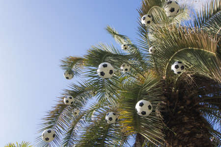 palm tree decorated with football balls,Sochi,Russia