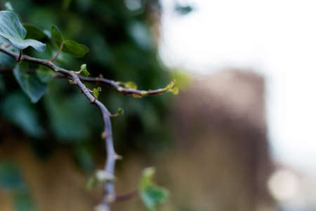 close up of spring branch of blossoming tree leavesの写真素材