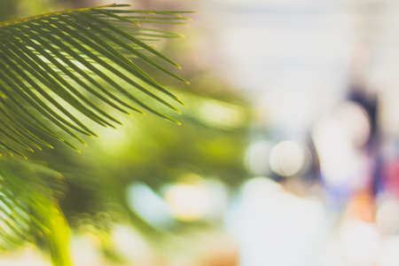blurred background with palm leafの写真素材