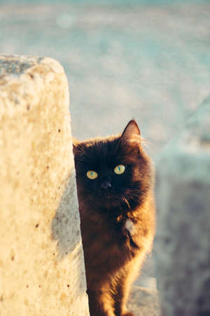 black furry cat on the shore at sunsetの写真素材