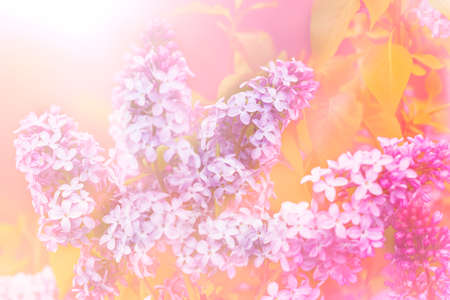 art background  sunny toned lilac blossoming flowersの写真素材