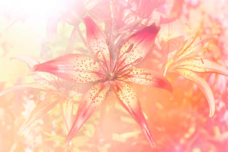 Lily art sunny toned backgroundの写真素材