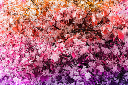 natural toned backdrop  blooming flowers of apple tree springrime bright backgroundの写真素材