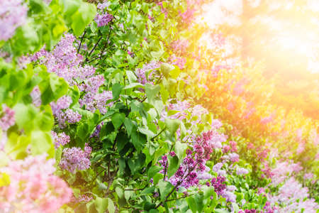 flowering branches of lilacの写真素材