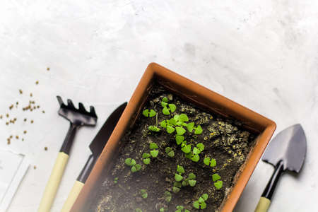 home gardening fresh herbal sprouts of basil in pot, garden tools and packing of seedsの写真素材