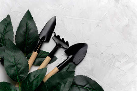 top view concrete background with rose leaves and garden tools frame, spring gardening conceptの写真素材