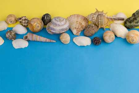 top view  seashells yellow and blue backgroundの写真素材