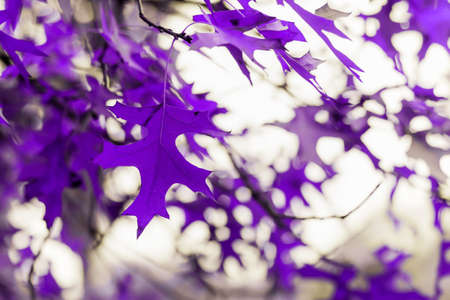 Abstract natural backdrop with leaves colored in violet