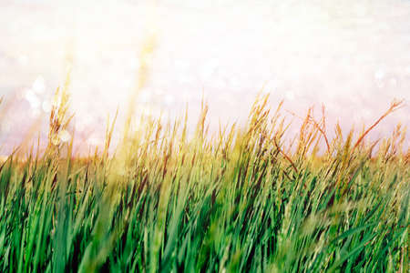 summer abstract background with green grass and blue sky and shiny painted bokehの写真素材
