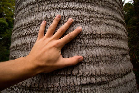 man's hand touching trunk of tree