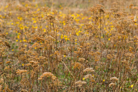 abstract natural backdrop with plants on a fieldの写真素材
