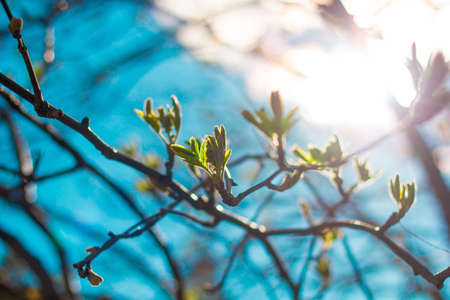 spring branch with fresh green leaves on blurred sunlight backgroundの写真素材