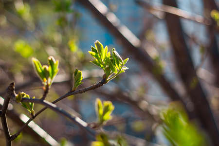 spring branch with fresh green leaves on blurred sunlight backgroundの写真素材