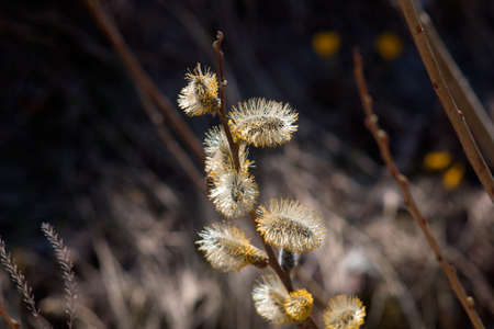 close  up  fluffy willow blurred background