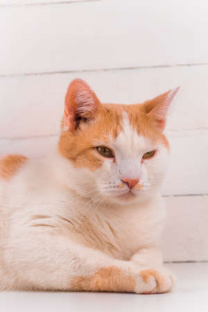 cute domestic white and orange cat portraitの写真素材