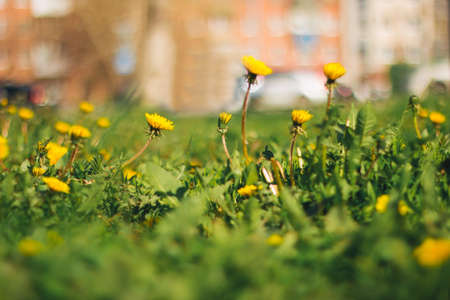 blurred dandelion yellow flowers fieldの写真素材