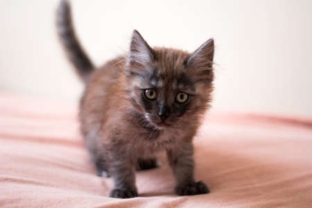 cute little furry kitten on a blanketの写真素材