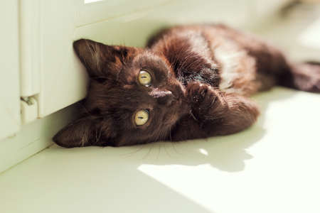 cute little furry kitten on the windowsillの写真素材
