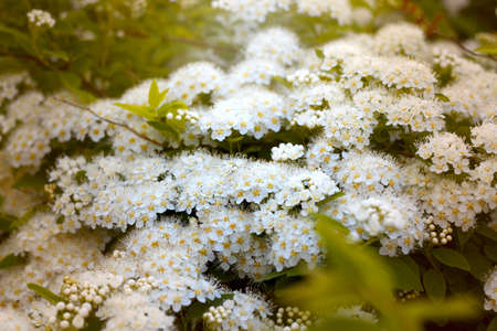 closeup beautiful fluffy white flowers bush tonedの写真素材