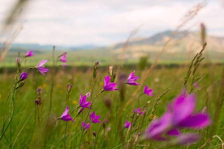 scenic view on the Ural mountains in a sunny dayの写真素材