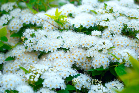 close up blooming with white flower branches natural backdropの写真素材